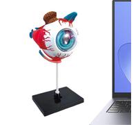 Sturdy Human Eye Model, Detachable Anatomy Tool, Teaching Aid with Easy Use Feature, Educational Desk Accessory with Versatile Design, Anatomy Model for Classroom School Doctor Study Examination