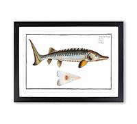 Sturgeon Fish by M.E. Bloch Framed Print | A2 Black Framed Wall Art | Ready to Hang | Modern Animal Picture | Living Room Bedroom Lounge Office