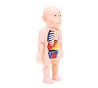 Stylebest Human Body Model Educational Toy, Detachable Anatomical Physiology Model for Learning Kids 6+, Plastic, 23.5cm Height