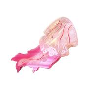 Stylish Jellyfish Acetate Hair Clip Claw Unique Designs Women's Hair Accessory For Daily Outings And Casual Gatherings