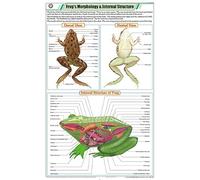 STZ40 | TeachingNest | Frog's Morphology & Internal Structure Chart (58x90cm) | Zoology Chart | English | Wall Hanging [Wall Chart] Zoology Charts and teachingnest