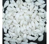 Suberde 100 Pieces Small Beautiful Real Sea Shell Conches Wedding Party Home Decor Gift
