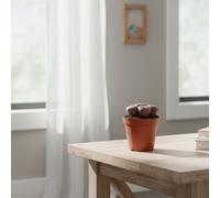 Succ Mixed Barcelona Deluxe Pot Size 5.5 Cm Height 12.5 Succulent Mix Indoor Houseplant