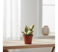 Succ Mixed Barcelona Deluxe Pot Size 8.5 Cm Height 12.5 Succulent Mix Indoor Houseplant