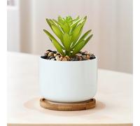 Succulent Planter Pot with Drainage Hole and Wood Saucer, Small Modern Round Plant Pot for Indoor Desk Windowsill, Minimalist Desktop Planter