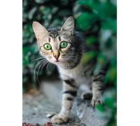 Sugamm DIY Diamond Art Kits Cat Round Full Drill, 5D Diamond Painting Animal Kits for Adults & Kids Beginner Rhinestone Embroidery Cross Stitch for Home Office Wall Decor 30x40cm