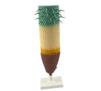 SUIOPPYUW Biologic Teaching Aids Providing Valuable Educational Supplies For Enriching Science Curriculums While Vascular Column Shows Xylem And Phloem Arranged In Radiating