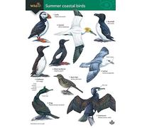Summer Coastal Birds (WildID)
