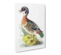 Summer Duck By George Shaw Canvas Print | Gallery Wrapped 30mm Frame Wall Art | 24x16 inches | Ready to Hang | Retro Landscape Picture | Living Room Bedroom Lounge Office