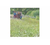 'Summer Meadow' Greetings Card, Blank Inside - English Countryside, Suffolk Punch Horse