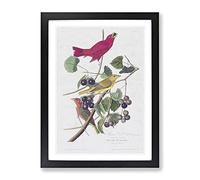 Summer Red Birds By John James Audubon Vintage Framed Print | A3 Black Framed Wall Art | Ready to Hang | Classic Landscape Picture | Living Room Bedroom Lounge Office