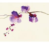 Summer Thornton "Velvet Orchid Canvas Print, Multi-Colour, 40 x 50 cm