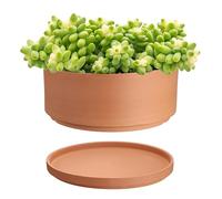 SUMTree Terracotta Plant Pots 15cm Diameter Shallow Plant Pot for Indoor Outdoor Plants Round Succulent Plant Pot with Drainage Hole Clay Pots Bonsai Pot Shallow Planter