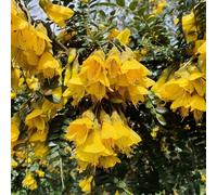 Sun King Kowhai Outdoor Shrub Plant Sophora Garden Plants 3L Pot Plant Theory Green One Size