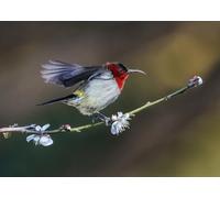Sunbird-1000-Piece Wooden Puzzle Game: Brain-Challenging Family Entertainment Toy (14 years+)