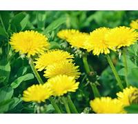 Sunflower Eudicots: More than You Think