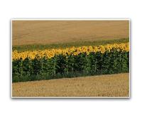 Sunflower Field Landscape, Golden Yellow Floral Canvas Wall Art, Countryside Farm Print, Bright Botanical Nature Decor Indoor Decor for Home Offices Living Room Bedroom Dining Room farmhouse