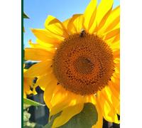 Sunflower Flower Notebook: Garden Of Ideas