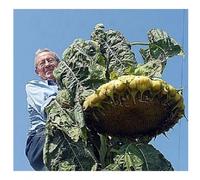Sunflower Mongolian Giant Seeds Pictorial Packet Grows Upto 14ft Tall World Record Holder