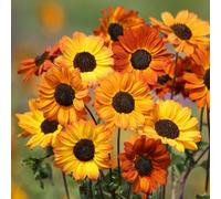 Sunflower Soluna Bronze Hardy Annual Multi-Branching Orange-Bronze Flowers 1 Packet X 20 Seeds By Thompson & Morgan