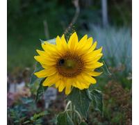 Sunflower Sunspot - Dwarf Golden Yellow Giant Blooms For Pots & Borders - Thompson & Morgan