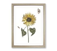 Sunflower With Butterflies By Johan Teyler Vintage Framed Print | A4 Oak Framed Wall Art | Ready to Hang | Classic Floral Picture | Living Room Bedroom Lounge Office