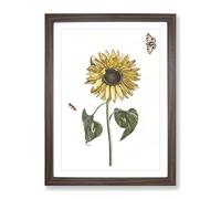 Sunflower With Butterflies By Johan Teyler Vintage Framed Print | A4 Walnut Framed Wall Art | Ready to Hang | Classic Floral Picture | Living Room Bedroom Lounge Office