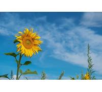 Sunflowers in the sunlight-3000-Piece Puzzle for Adults: Classic Puzzle, Casual Entertainment, Puzzle, Adult Gift (14 years+）