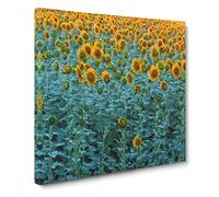 Sunflowers Soon to Bloom Canvas Print | Gallery Wrapped 30mm Frame Wall Art | 14x14 inches | Ready to Hang | Modern Floral Picture | Living Room Bedroom Lounge Office
