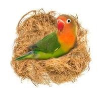 SunGrow 45g Finch Coconut Fiber, Loose Bedding Substrate for Birds Nest Cages, Nesting Material for Budgie Hummingbird Canary Parakeet
