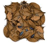 SunGrow 50 Pack Leaf Litter for Spider, Cricket & Isopod, Mini Catappa Dried Indian Almond Leaves, for Vivarium, Terrarium & Aquarium (Mini Leaves (2", 50-Pack))