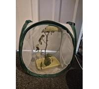Sunny Stick Insects, Live Pet, 1 Male and 1 Female, Sungaya inexpectata, Medium-Sized, with Pop Up Cage, 2 Count