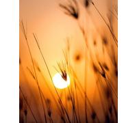 Sunset in the Autumn Grass - 1000-piece paper puzzle - Family activity game 50 x 70 cm