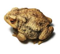 Sunthus Frog Toad Sculptures Garden Statues Yard Art Resin Decorations Outdoor Garden Decor