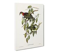 Superb Fruit Pigeon Birds By Elizabeth Gould Canvas Print | Gallery Wrapped 30mm Frame Wall Art | 24x16 inches | Ready to Hang | Retro Still Life Picture | Living Room Bedroom Lounge Office