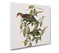 Superb Fruit Pigeons Bird by Elizabeth Gould Canvas Print | Gallery Wrapped 30mm Frame Wall Art | 14x14 inches | Ready to Hang | Retro Animals Picture | Living Room Bedroom Lounge Office