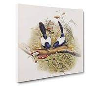 Superb Warblers Bird by Elizabeth Gould Canvas Print | Gallery Wrapped 30mm Frame Wall Art | 14x14 inches | Ready to Hang | Retro Animals Picture | Living Room Bedroom Lounge Office