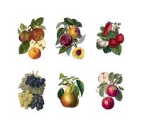 SUPERDANT Vintage Fruit Wall Stickers Grapes Peaches Wall Decals Refrigerators Kitchen Pantry Wall Decal Art Picture Decor for Kitchen Nursery Pantry