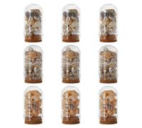 SUPERFINDINGS 9Pcs 3Styles Arch Shape Glass Dome Bell Jar with Natural Mixed Cowrie Shell, Glass Cloche Display Bell with Wooden Base Sea Styles Globes Case Keepsake Tabletop
