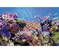 Superfish Deco Poster A3 100cm x 49cm (Coral/Black) Aquarium Background
