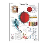 Supkancl Muscular System Anatomy Poster And Prints Anatomical Chart Silk Painting Art Wall Picture For Medical Education Home Decoration(51)