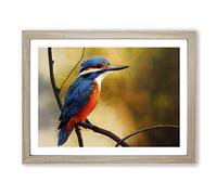 Supreme Kingfisher Bird Framed Print | A4 Oak Framed Wall Art | Ready to Hang | Modern Nature Picture | Living Room Bedroom Lounge Office