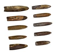SUPVOX 10pcs Belemnite Specimens Educational Desktop Ornaments for Paleontology Teaching Classroom Use Table Adornment Science Decor for Adults