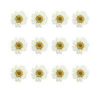 SUPVOX 12pcs Dried Daisy Flowers for DIY Handmade Accessories, Pressed Dried Flower Material with White Lifelike Petals, for Christmas and Wedding Art Glass Crafts and Photo Frames