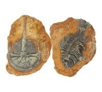 SUPVOX 2Pcs Simulation Trilobite Fossil Terrarium Decors, Resin Reptile Box Landscape Ornaments for Small Pets, Creative DIY Crawling Reptile and Snake Habitat Accessories