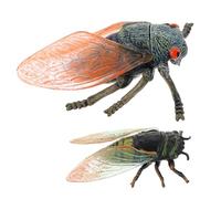 SUPVOX 2Pcs Vivid Educational Cicadas Realistic Insect Models for Biology Learning Early Education Teaching Aids Cognitive Development