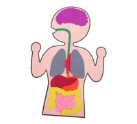 SUPVOX 3 Sets Creative Organs of DIY Teaching Aid for Human Organs Model for Learning Body Parts Enhance Imagination Practical Skills Family Game for Cognitive Development