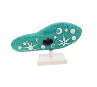SUPVOX Authentic Paramecium Structure Model with Detailed Cilia Biology Demonstration Model for Classroom Teaching and Laboratory Experiments Middle School Biology Study Aid
