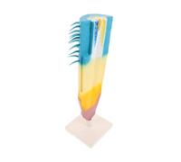 SUPVOX Corn Root Profile Model Educational Teaching Tool Botanical Root System Illustration Accurate Longitudinal Section for Biology Study Portable Plant Anatomy Display for Students