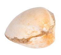 SUPVOX Creative Clam Sample Palaeo Ocean Educational Teaching Material Natural Sea Shell for Science Learning for Childrens and Desktop Ornament